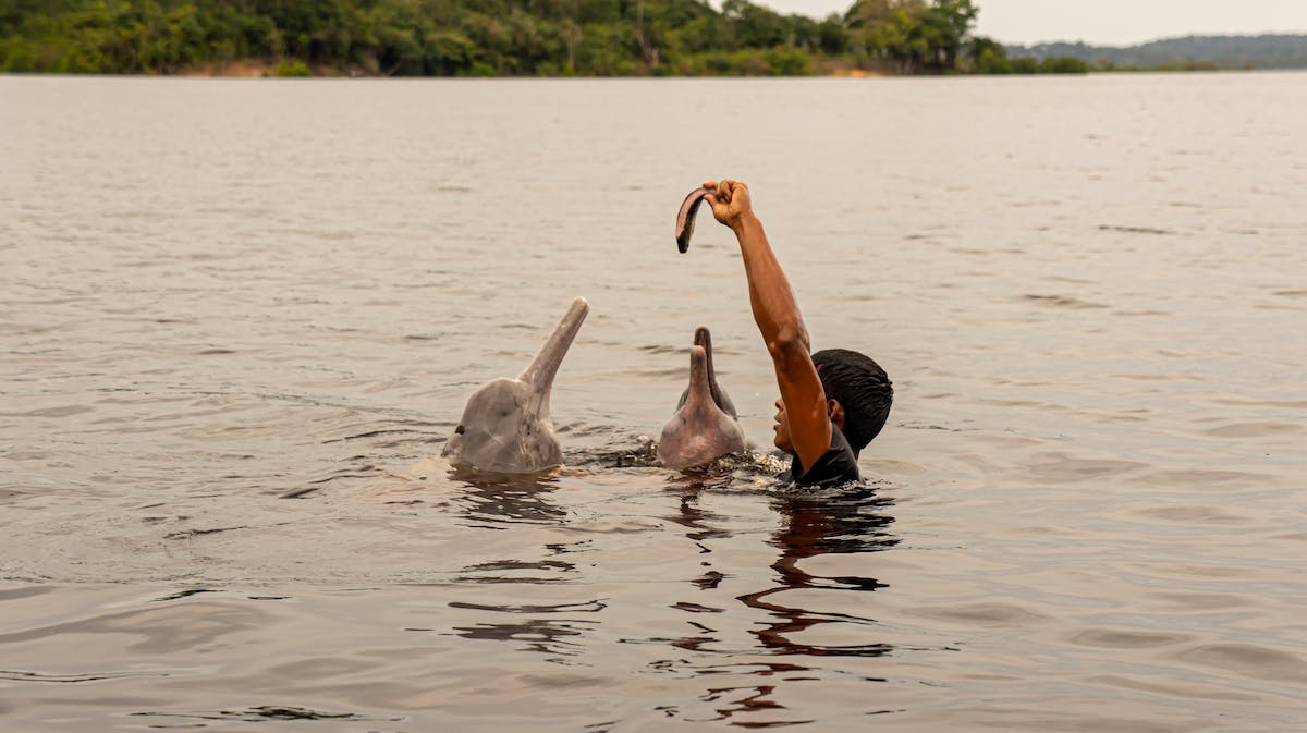 Dolfijnen voeren